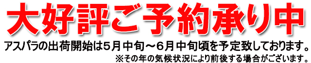 大好評 ご予約承り中 朝採りアスパラ