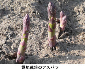 品質の良いアスパラをお届けします♪