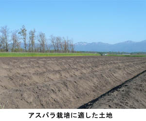 品質の良いアスパラをお届けします♪
