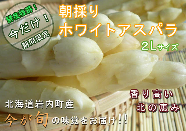 北海道岩内町産 新鮮朝採り!ホワイトアスパラ(2L)
