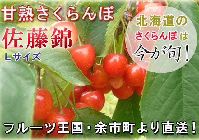 北海道余市町より 甘熟さくらんぼ 佐藤錦(L)