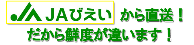 北海道 美瑛産 朝採りグリーンアスパラ シャキシャキの食感