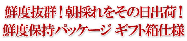 北海道 美瑛産 朝採れホワイトアスパラ シャキシャキの食感