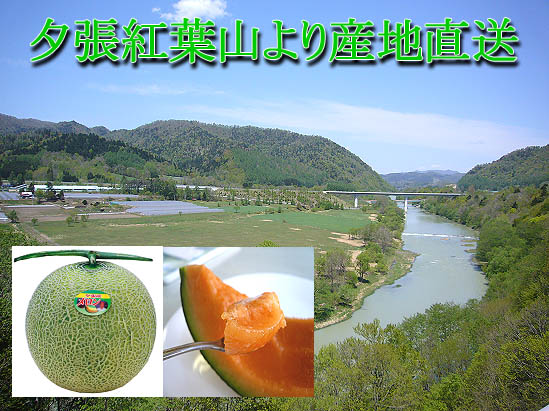 夕張紅葉山より完全完熟を朝採り産地直送!