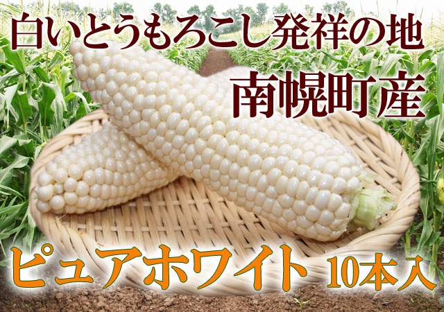 北海道 南幌から直送 白いとうもろこし 朝採れ ピュアホワイト 10本