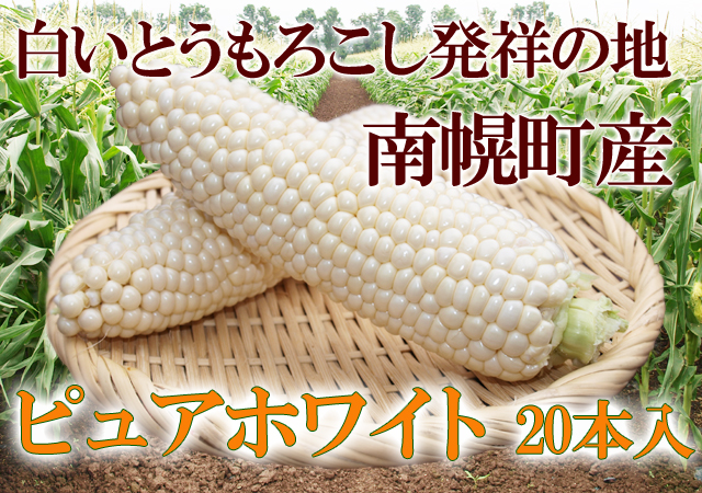 北海道 南幌から直送 白いとうもろこし 朝採れ ピュアホワイト 20本